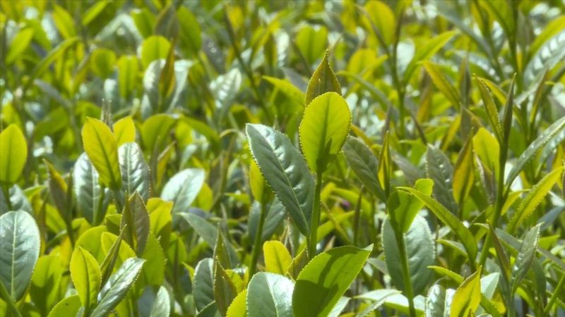 有关于赖源黄宗：谱写“茶文章” 做活“茶经济”的相关内容(2)