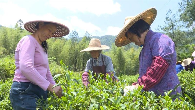 有关于赖源黄宗：谱写“茶文章” 做活“茶经济”的相关内容(1)