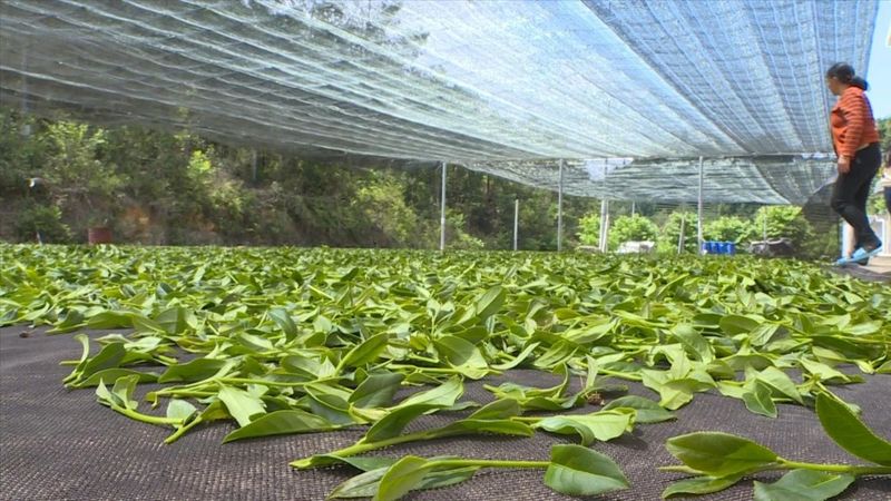 有关于赖源黄宗：谱写“茶文章” 做活“茶经济”的相关内容(4)