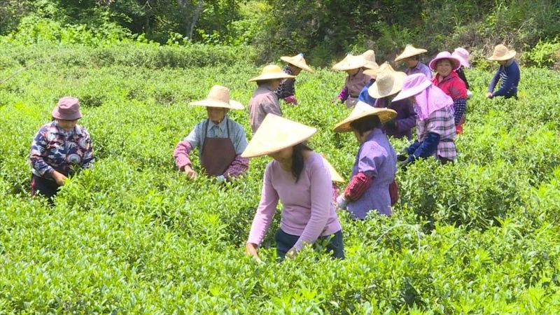 有关于赖源黄宗：谱写“茶文章” 做活“茶经济”的相关内容