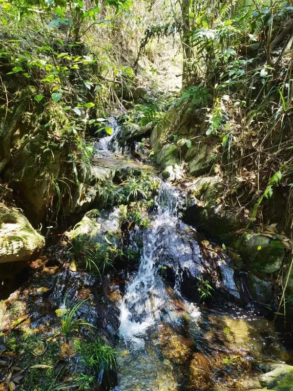 有关于再寻散落千年茶乡的古茶树的消息(2)