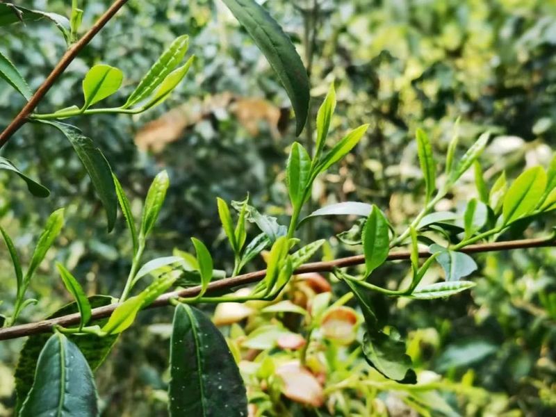 有关于再寻散落千年茶乡的古茶树的消息(4)