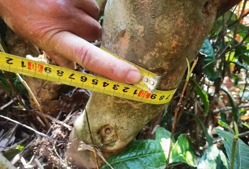 有关于再寻散落千年茶乡的古茶树的消息(5)