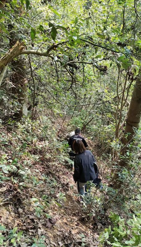 有关于再寻散落千年茶乡的古茶树的消息(1)