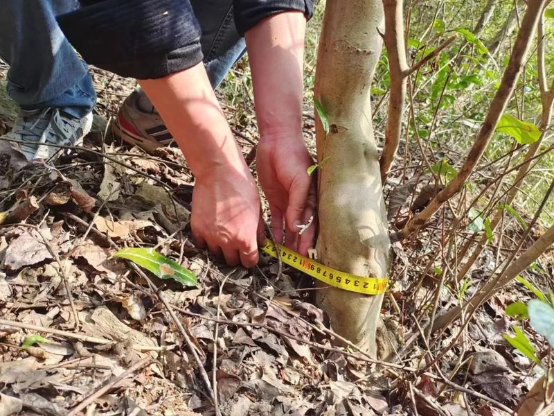有关于再寻散落千年茶乡的古茶树的消息(6)