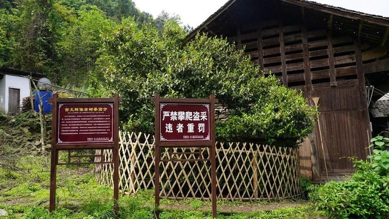 关于高峰旧庄：百年古树茶助力乡村振兴的相关信息(1)