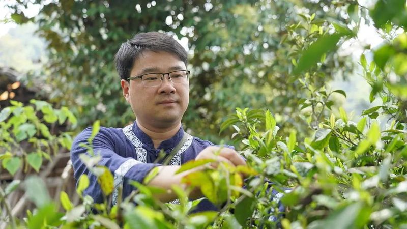关于高峰旧庄：百年古树茶助力乡村振兴的相关信息(2)