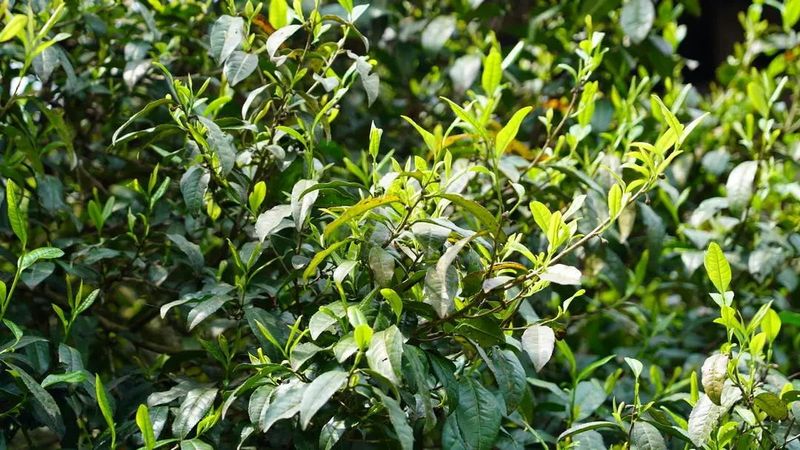 关于高峰旧庄：百年古树茶助力乡村振兴的相关信息(4)