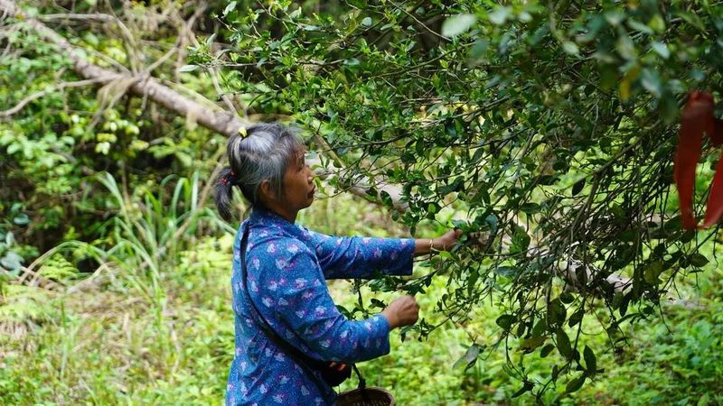 关于高峰旧庄：百年古树茶助力乡村振兴的相关信息(3)