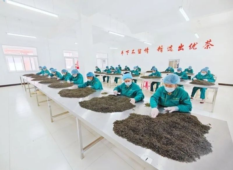 关于镇安盛华茶叶公司：种好茶产好茶 打造秦岭高山茶名片的相关内容(1)
