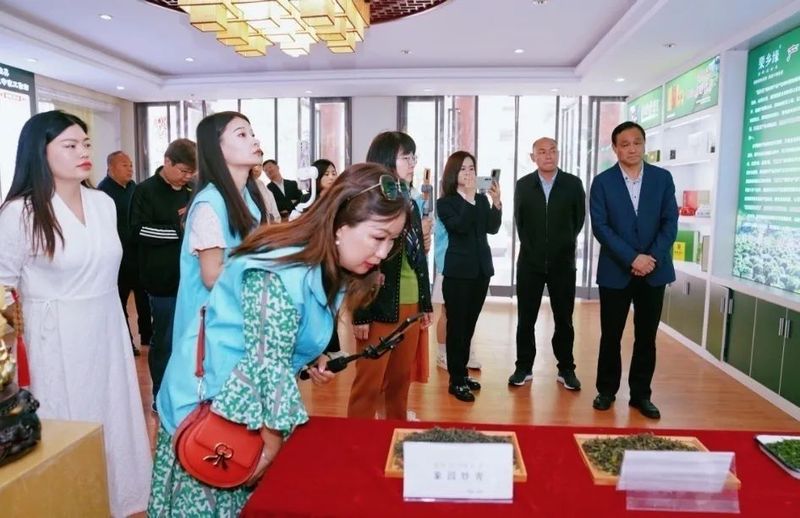 关于镇安盛华茶叶公司:种好茶产好茶 打造秦岭高山茶名片的相关内容