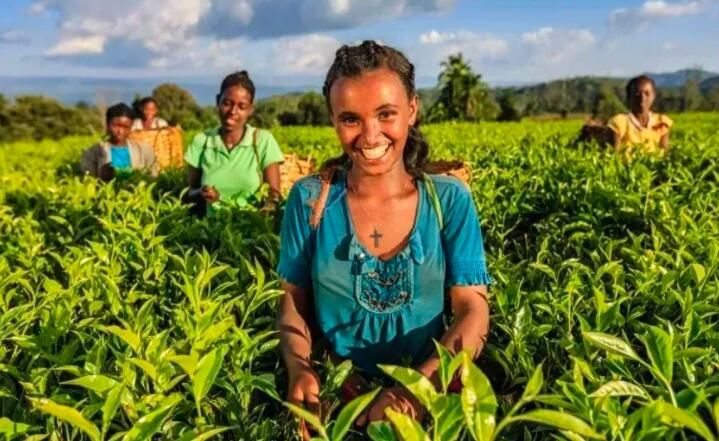 关于这片小小的茶叶，浙江省委书记为何如此重视的内容(4)