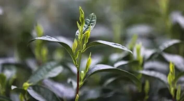 关于这片小小的茶叶，浙江省委书记为何如此重视的内容(3)