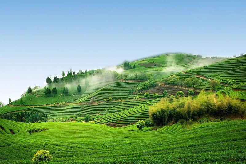 关于茶香飘万里，蕉城区参加在京举办的“三茶”统筹高峰论坛会的资讯(1)