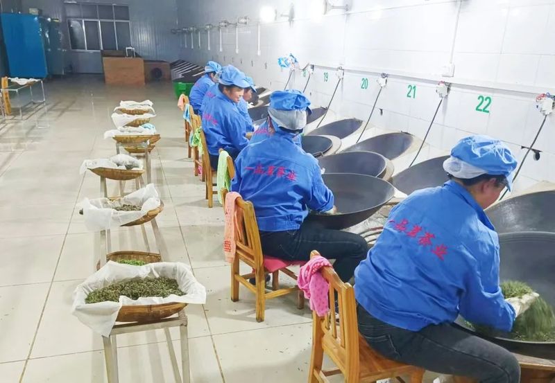 关于毛尖镇：夏秋茶采摘正当时的消息(2)