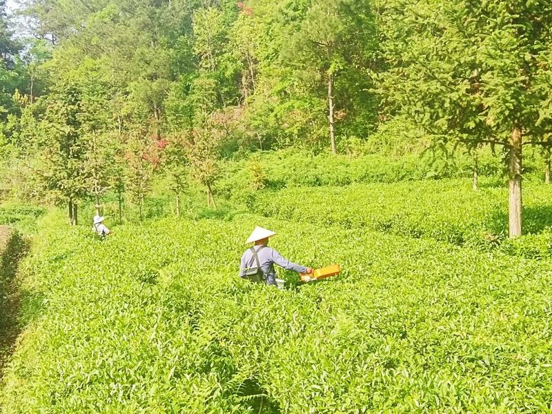关于毛尖镇：夏秋茶采摘正当时的消息