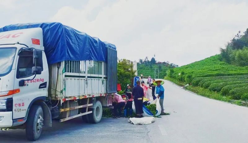 关于毛尖镇：夏秋茶采摘正当时的消息(6)