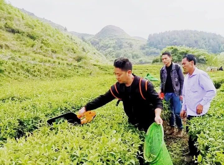 关于毛尖镇：夏秋茶采摘正当时的消息(1)