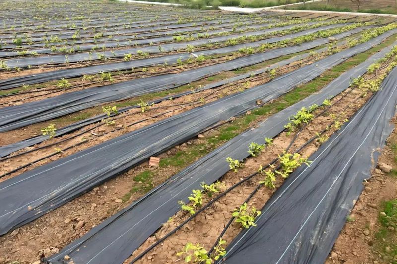 关于仪征：绿色认证奏响茶产业“金叶曲”的信息(2)