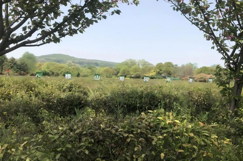 关于仪征：绿色认证奏响茶产业“金叶曲”的信息(3)