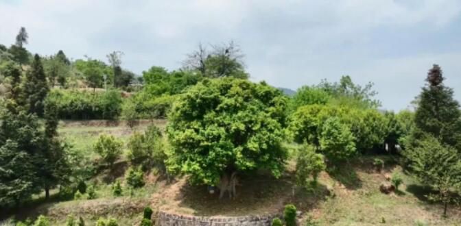 有关于2023红茶大会为临沧红茶全产业链赋能的新闻