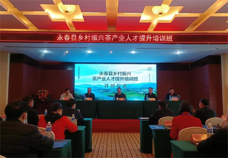 有关于福建泉州永春县：以人才振兴推动茶产业发展的内容