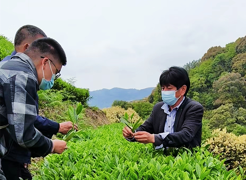 有关于福建泉州永春县：以人才振兴推动茶产业发展的内容(1)