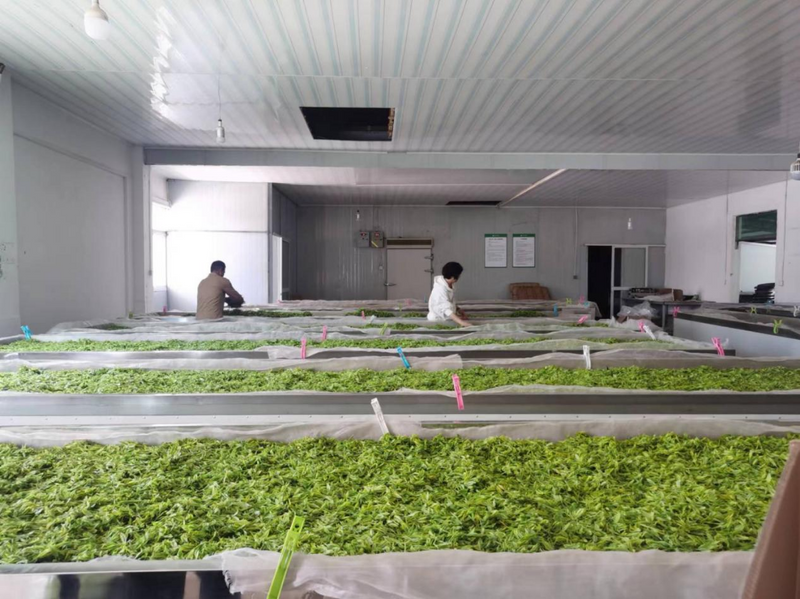 关于湖州茶叶专项监测结果出来了，所检项目全部合格的最新消息(2)