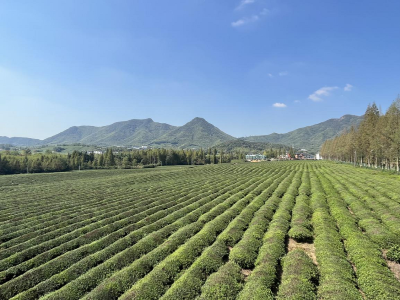 关于湖州茶叶专项监测结果出来了，所检项目全部合格的最新消息(1)