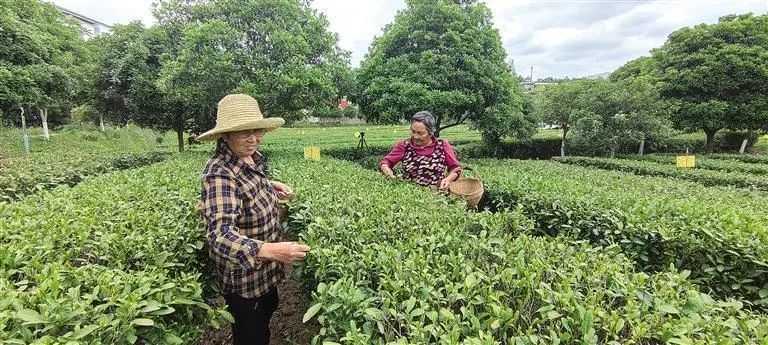 有关于“一带一路”上的陕西故事  香飘中亚 福泽茶农的新闻
