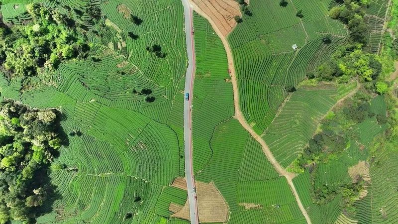 有关于名山区：深化茶旅融合 助推乡村振兴的内容(5)