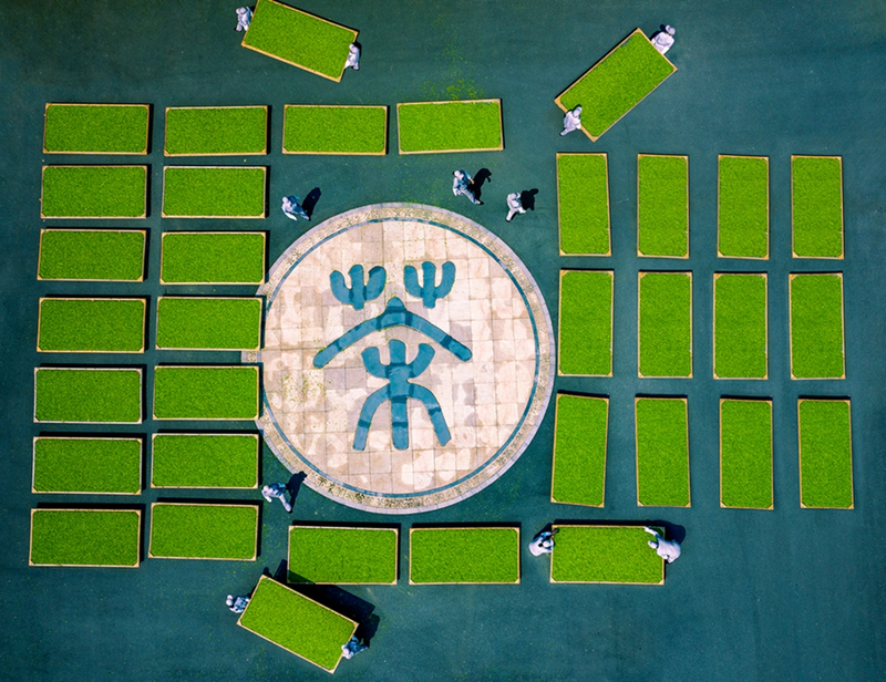 关于“宜兴红” 茶产业引领下的乡村振兴之路的相关信息(4)