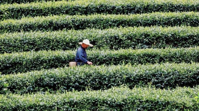 关于景美茶香！这个隐藏在4A景区的茶园，美如仙境~的相关内容