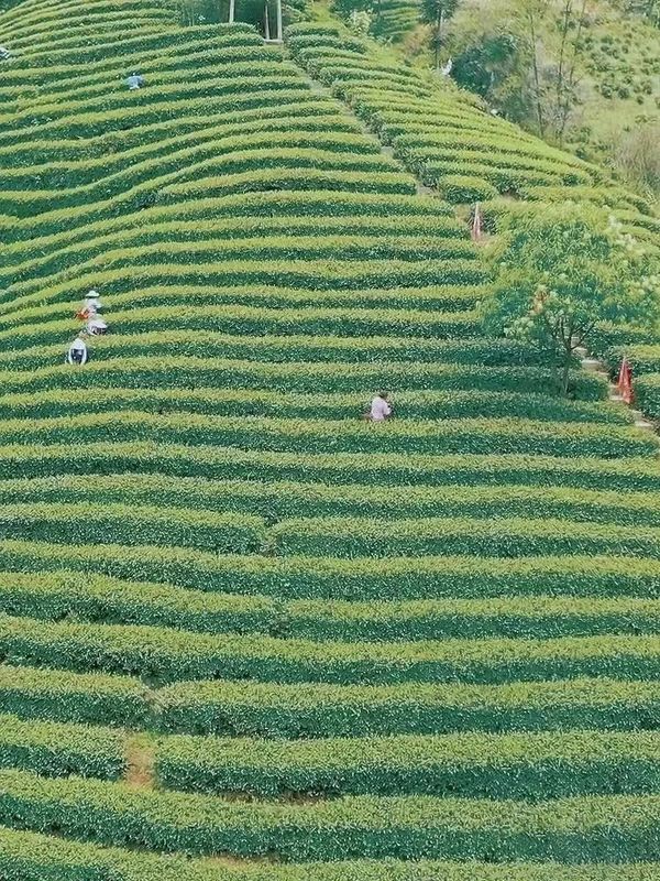 关于景美茶香！这个隐藏在4A景区的茶园，美如仙境~的相关内容(2)