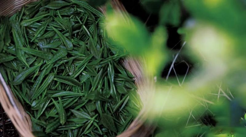 关于景美茶香！这个隐藏在4A景区的茶园，美如仙境~的相关内容(4)