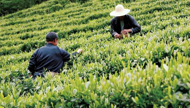 关于景美茶香！这个隐藏在4A景区的茶园，美如仙境~的相关内容(1)