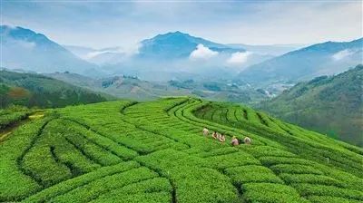 关于龙岩:一片绿叶富百姓 一缕茶香飘四方的信息(4)