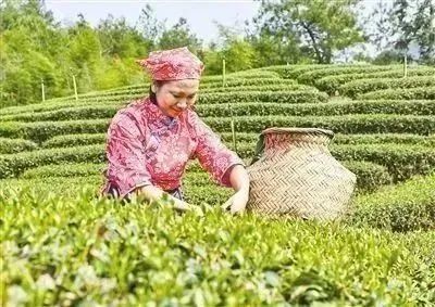 关于龙岩:一片绿叶富百姓 一缕茶香飘四方的信息(1)