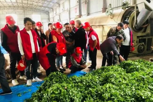 有关于台江：“茶博士”搭建乡村人才“蓄水池”的内容