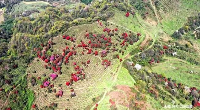 关于百里山水 花美茶香——毕节市百里杜鹃茶旅融合新观察的信息(2)