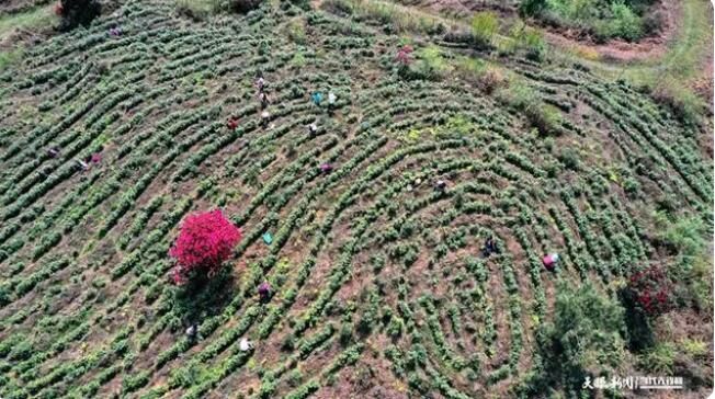 关于百里山水 花美茶香——毕节市百里杜鹃茶旅融合新观察的信息(3)