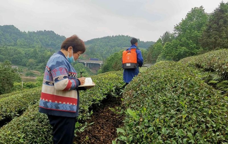 关于湄潭：绿色防控技术护航茶园源头安全的新闻(1)