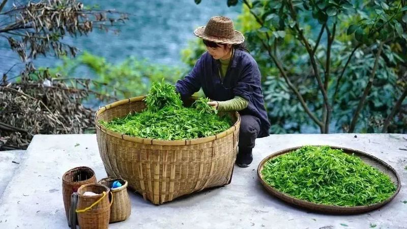 关于“一带一路”十周年，这场盛会如何照见中国茶未来？的资讯(1)