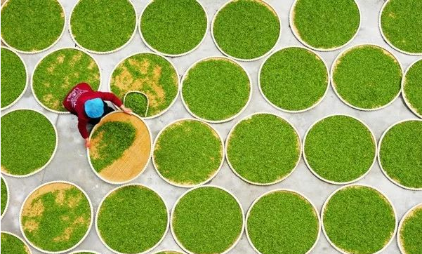 有关于联合国为何确定5月21日为国际茶日？的信息(7)