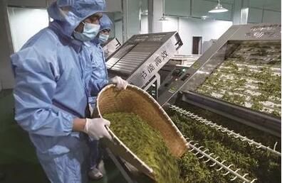 关于奉节县草堂镇：白茶助力乡村振兴 “金叶子”铺就致富道路的最新消息