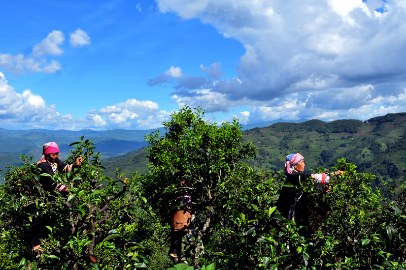 有关于冰岛村:“三双”模式助推“冰岛茶叶产业示范片”建设的消息
