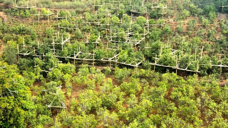 有关于冰岛村:“三双”模式助推“冰岛茶叶产业示范片”建设的消息(2)