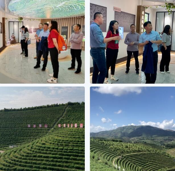 有关于中央广播电视总台调研感德茶产业发展的资讯(3)