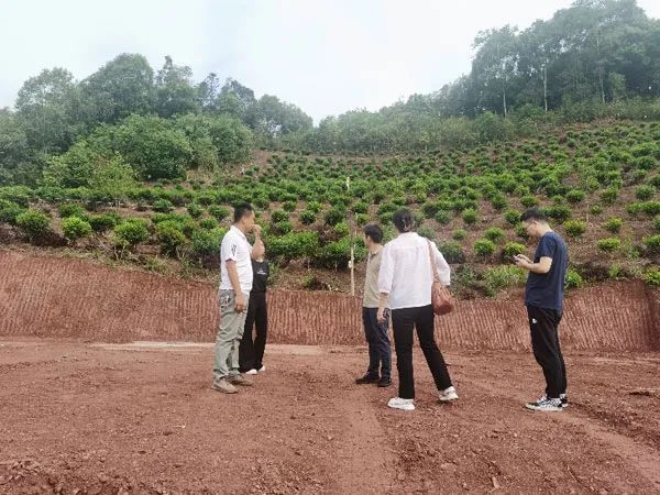 有关于云南茶叶所江城县技术服务团到江城开展培训及调研指导工作的资讯(1)
