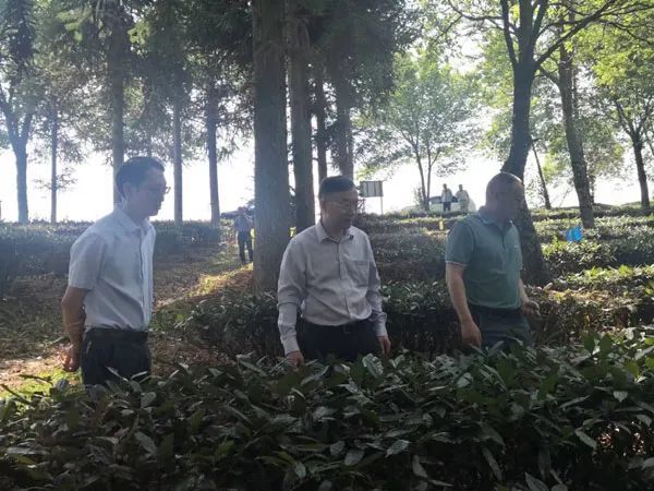 有关于云南茶叶所院党委书记唐开学深入西双版纳州调研茶叶产业的信息(1)